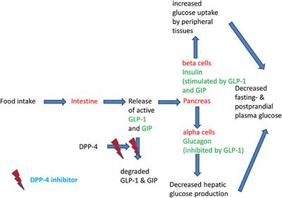 Clinical Use of DPP-4 Inhibitors